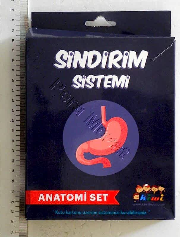 Kiwi Sindirim Sistemi